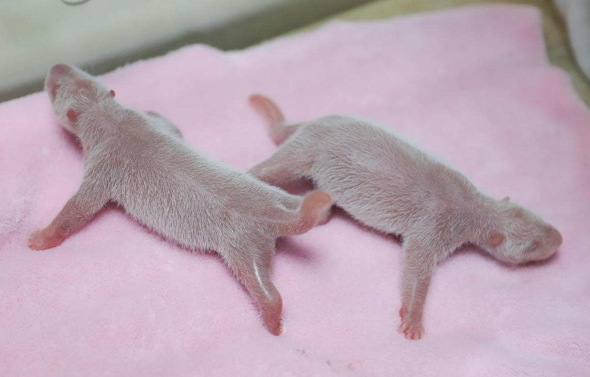 First Male-Female Panda Twins of the Year Born in SW China